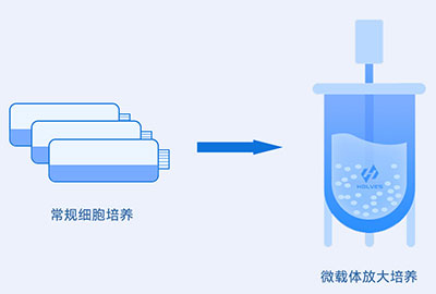微载体培养过程 微载体培养过程