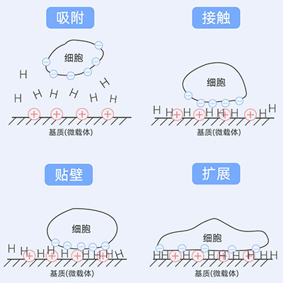 贴壁原理图解 贴壁原理图解
